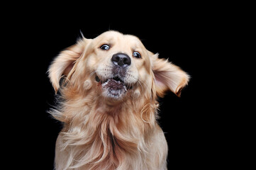Funny grimace of golden retriever against black background