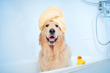 Golden retriever after bathing in a towel turban