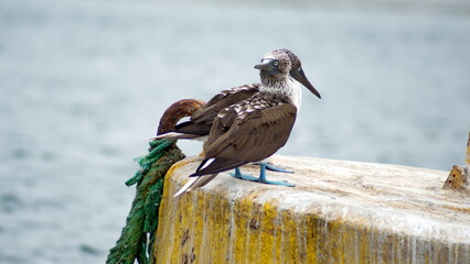 Blue footed boobies (Sula nebouxii) perched on a buoy in the harbor in Puerto Lopez, Ecuador