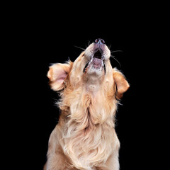 Head portrait of golden retriever barking