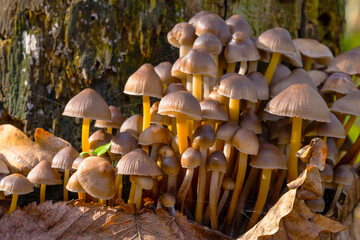 Mycena Tricholomataceae. Low depth of field. Morning light. Macro photo. Large group of mushrooms. Forest in autumn. Poisonous toadstool mushrooms.