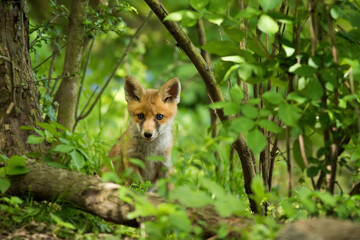 Red fox, vulpes vulpes, looking to the camera in fresh forest in summer. Orange mammal watching in woodland in summertime. Furry animal staring in green wilderness.