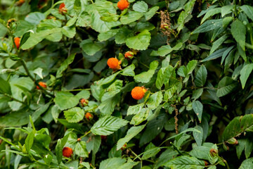 Golden evergreen raspberry in the wild