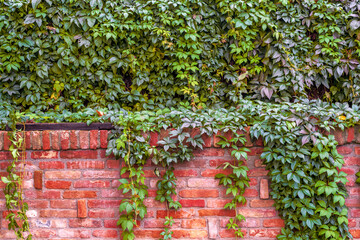 Background. Old rustic red block brick wall with red color foliage.