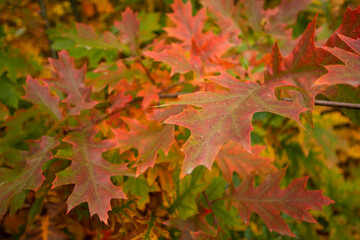 Autumn multicolored wild forest on a sunny warm fall day. Day.