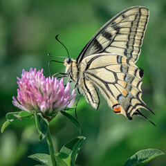 A beautiful butterfly swallowtail sits on a clover flower.