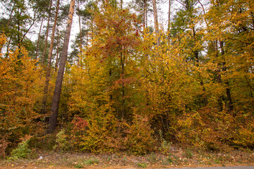 Autumn multicolored wild forest on a sunny warm fall day. Day.