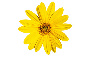 flower head of Helianthus × laetiflorus,cheerful or perennial sunflower