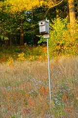Birdhouse stands in wildflower fleld before autumn colored woodlands  in low angle light