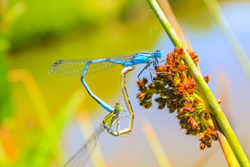 Blue dragonfly dragonflies form heart on lake shore in Germany.