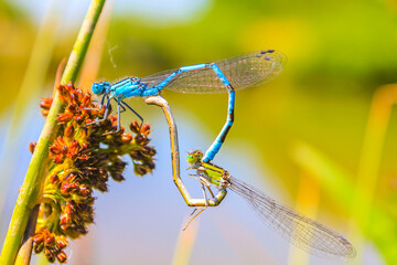 Blue dragonfly dragonflies form heart on lake shore in Germany.