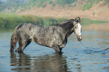  beautiful grey Marwari  stallion posing  in river at early morning . india.