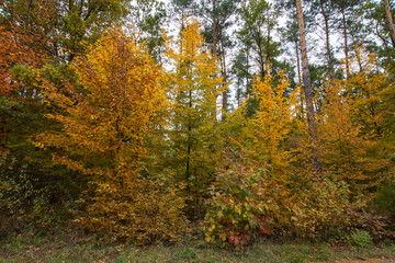 Obraz premium Autumn multicolored wild forest on a sunny warm fall day. Day.