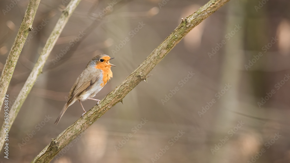 Wall mural European robin, erithacus rubecula, singing on tree in springtime nature. Brown and orange bird sitting on wood with copy space. Feathered animal with open beak on bough.