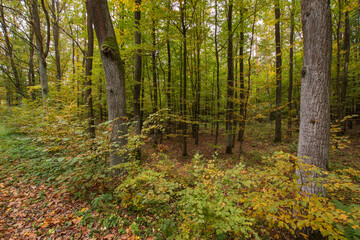 Autumn multicolored wild forest on a sunny warm fall day. Day.