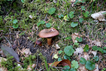Isolated wild mushroom found in the woods, Pyrenees, France