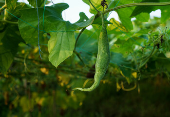 A Snake gourd hanging under the loft inside of an agricultural farm