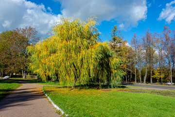Fototapeta na wymiar Good weather invites you to travel. Yellow foliage on a willow with spreading branches against a blue sky. Photo tourism in the northern autum