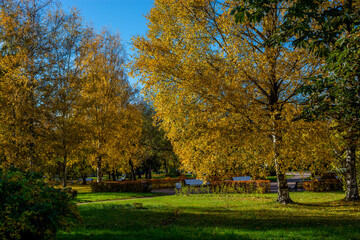 Park in autumn. Wonderful time invites you to travel. Photo tourism in the northern autumn. Yellow foliage on birch trees against the blue sky