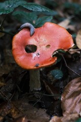amanita muscaria fungi with snail In the forest 