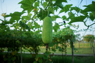 A gourd hanging under the loft inside of an agricultural farm. 