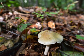 Pilz im Wald