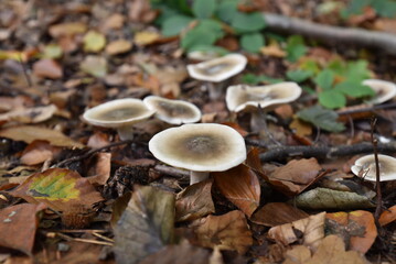 Pilz im Wald