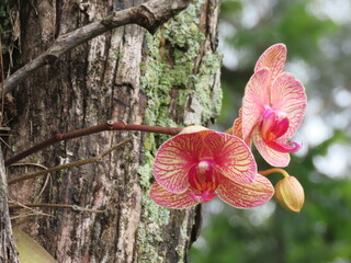 red orchid in the garden