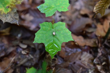 Spinne auf dem Blatt