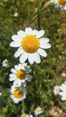 Fototapeta premium Beautiful white daisies in the field