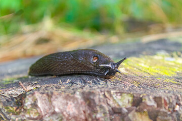 Black dark brown snail crawls along forest floor in Germany.