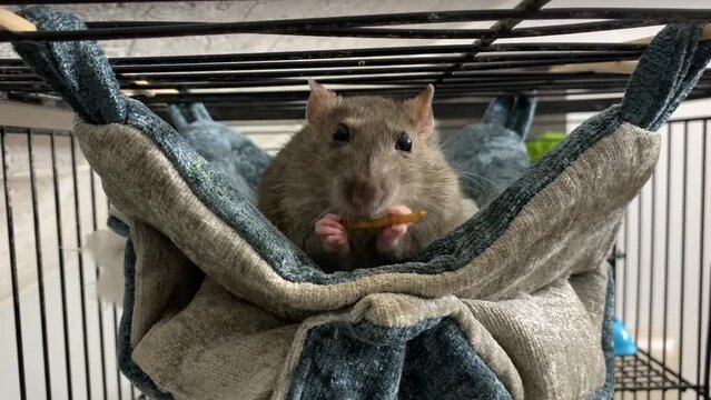 A gray rat lying in a hammock eats a treat, holding it in its paws. High quality FullHD footage