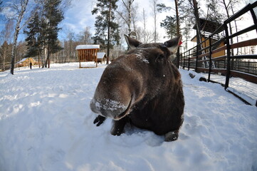 Animals are a traditionally (since the time of Aristotle) distinguished category of organisms,...