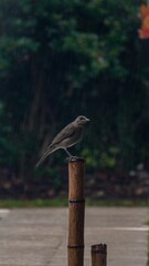 Pájaro en un día de lluvia 