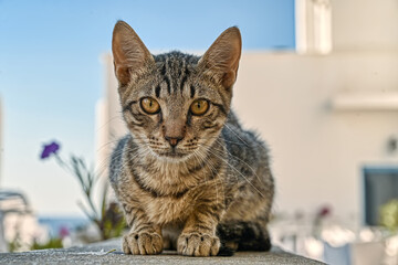 Katze