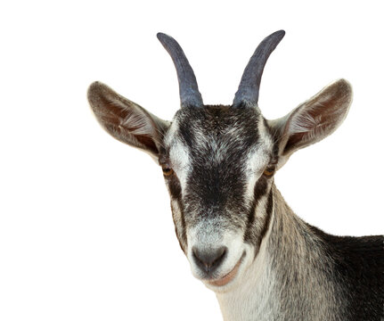 Ziege mit H&ouml;rnern freigestellt, transparenter Hintergrund