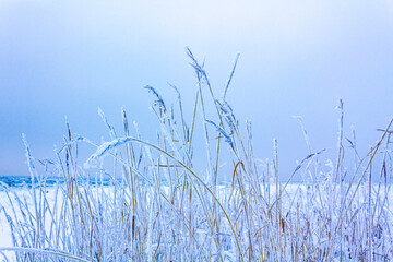 Snow frost ice cold and frozen grasses in Germany.