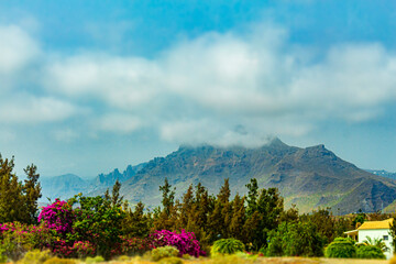 Mountain with forest and flowers on Tenerife island Spain Africa.
