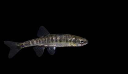 The Eurasian minnow, minnow or common minnow (Phoxinus phoxinus)