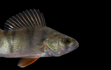 The European perch (Perca fluviatilis), also known as the common or redfin perch, English or Eurasian perch or Hatch 