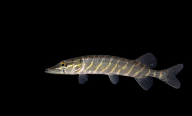 The northern pike (Esox lucius) 