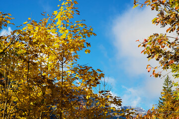 Indian summer in fall in the alpine valley of Holzgau in Tyrol Austria