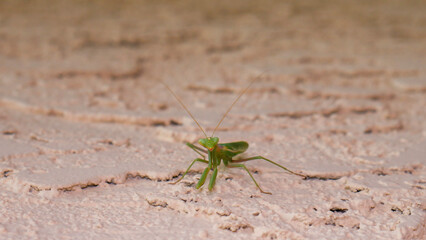 A Praying Mantis