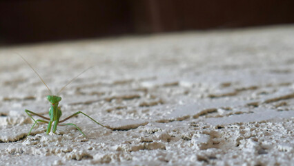 Praying Mantis on light textured background