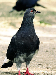Bird - pigeon