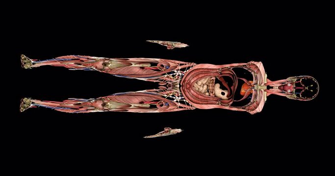 human body coronal scan medical 