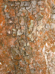 Green algae Trentepohlia umbrina on the trunk of an aspen tree