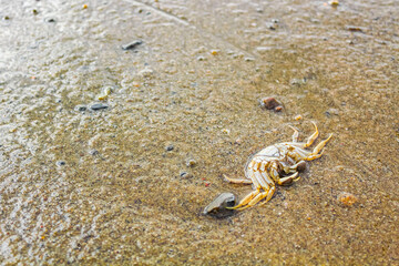 Wadden sea tidelands coast crabs shrimps mussels Harrier Sand Germany.