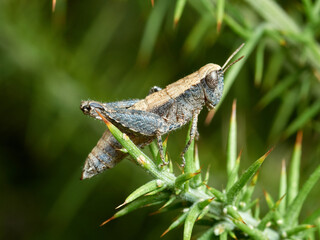 Common Maquis Grasshopper. Pezotettix giornae. 