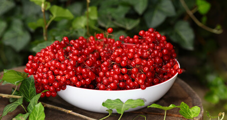 The fruits of ripe red viburnum lie in a white vase among green leaves...